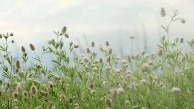 Mavi gökyüzü arka planında sulu çimenler ve nazik çiçekler, tarlanın sığ derinliği, doğanın güzelliği.