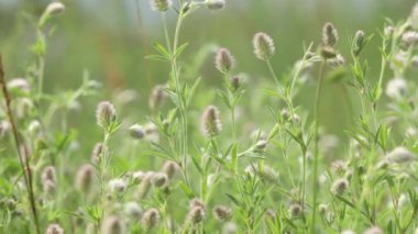 Sulu çimenler ve tarladaki nazik çiçekler, sığ tarlanın derinliği, doğanın güzelliği, hafif esinti.