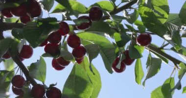 Güneşli bir yaz gününde yeşil yapraklı küçük bir dalda olgun, sulu, neşeli ve kirazlı bir kokunun yavaş çekim videosu. Kapat, makro video.