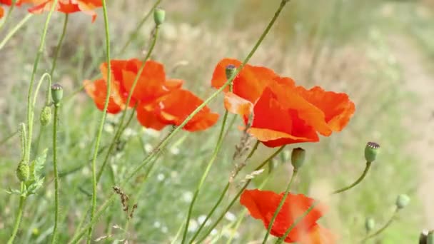 Red Poppy Flores Natureza Selvagem Fundo Céu Azul Close Lindas — Vídeo de Stock