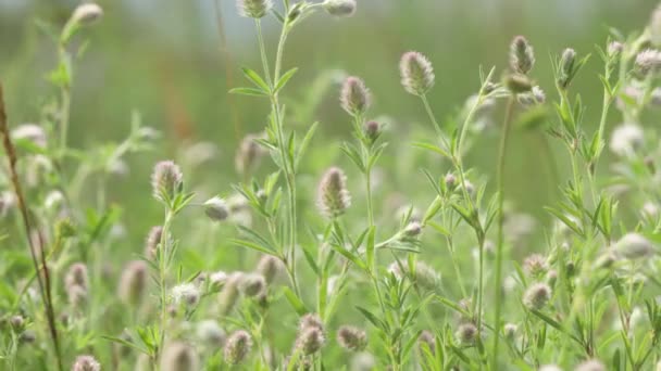 Saftiges Gras Und Sanfte Blumen Auf Dem Feld Geringe Tiefe — Stockvideo