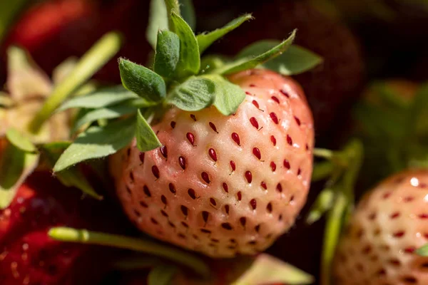 Pineberry Blanco Fresa Con Luz Soleada Macro Bayas Orgánicas Frescas Fotos de stock