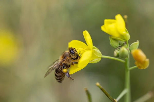 黄色いアルグラの花に蜂蜜蜂の餌 秋の晴れた日には マクロを閉じます アブストラクトぼやけた背景 フィールドの浅い深さ — ストック写真