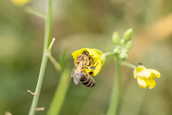 Honungsbi Livnär Sig Gul Ruccola Blomma Solig Dag Hösten Närbild — Stockfoto