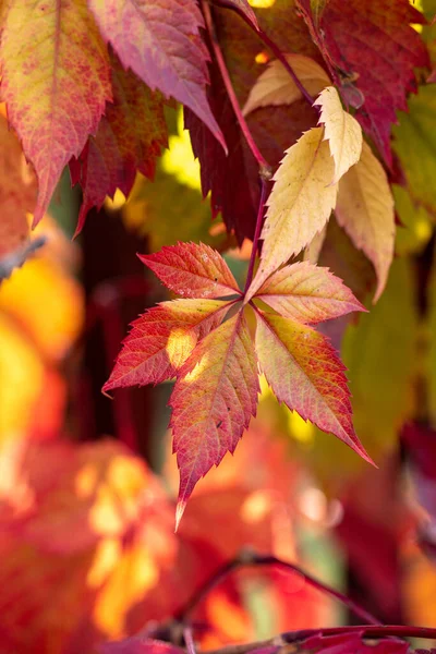 Kolorowe Jesień Virginia Creeper Dzikie Tło Winogrona Zbliżenie Piękne Tło Zdjęcia Stockowe bez tantiem
