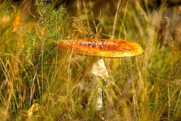 Orta Avrupa Ormanlarında Zehirli Bir Sinek Sinek Mantarı Güneşli Bir — Stok fotoğraf