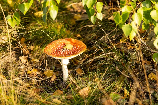 Δηλητηριώδης Μύγα Agaric Μύγα Amanita Μανιτάρι Στο Δάσος Της Κεντρικής — Φωτογραφία Αρχείου