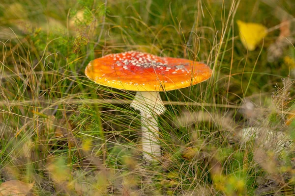 Δηλητηριώδης Μύγα Agaric Μύγα Amanita Μανιτάρι Στο Δάσος Της Κεντρικής — Φωτογραφία Αρχείου