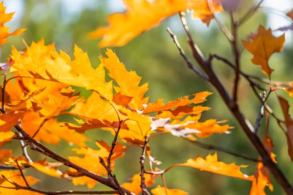 森の緑の背景に赤い葉を持つ赤いオークの枝 秋晴れ — ストック写真