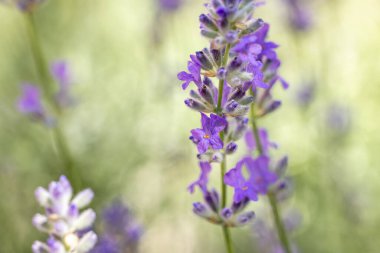 Çiçek bahçesindeki lavanta çiçeğine odaklan. Lavanta çiçekleri güneş ışığıyla aydınlatılır. Yaklaş, alanın sığ derinliği.