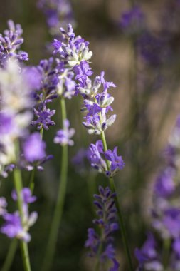 Çiçek bahçesindeki lavanta çiçeğine odaklan. Lavanta çiçekleri güneş ışığıyla aydınlatılır. Yaklaş, alanın sığ derinliği.