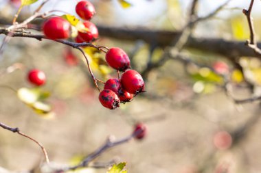 Güzel sonbahar ışığı arka planı. Dalında kırmızı böğürtlen olan Hawthorn, sıcak güneşli ışık, tarlanın sığ derinliği