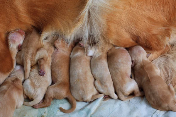 Grupo de cachorros de primer día golden retriever tiro natural — Foto de Stock