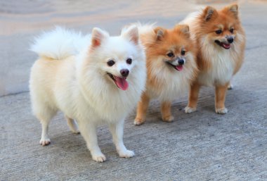 pomeranian köpek yüz