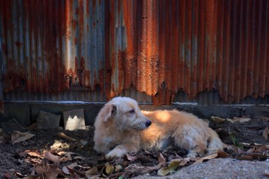 sokak köpeği yalan toprak sahada