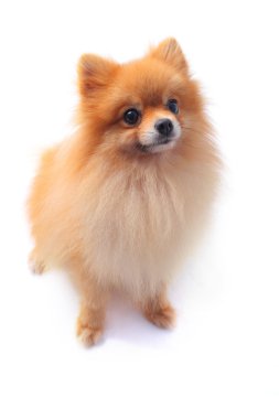 pomeranian köpek yüz