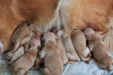 ilk gün golden retriever yavruları doğal ateş grubu