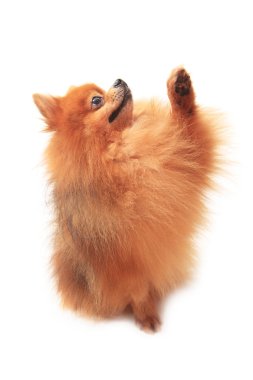 Pomeranian köpek oturma ve Asansör ön bacak beyaz zemin üzerine