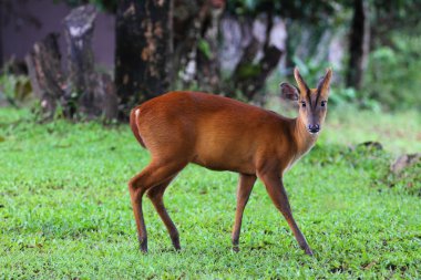 geyik khaoyai Milli Parkı Tayland barking