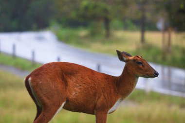 geyik khaoyai Milli Parkı Tayland barking