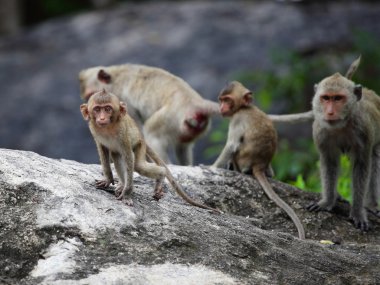doğada vahşi maymun