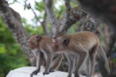 doğada vahşi maymun