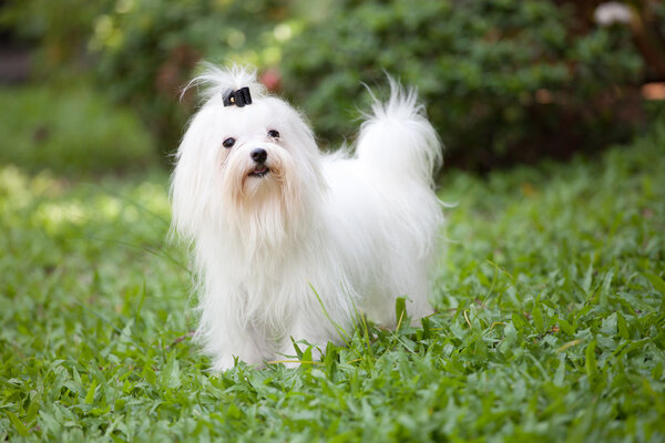 White maltese dog standing in home garden