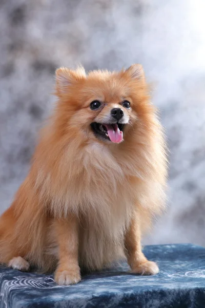 ポメラニア犬の顔 — ストック写真