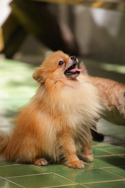 Πρόσωπο του pomeranian σκύλος — Φωτογραφία Αρχείου