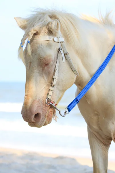 Cavallo bianco con ciuffo a treccia — Foto Stock