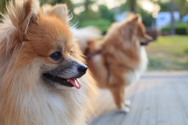 ポメラニア犬の顔 — ストック写真