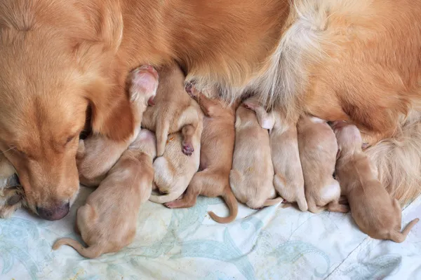 ilk gün golden retriever yavruları doğal ateş grubu