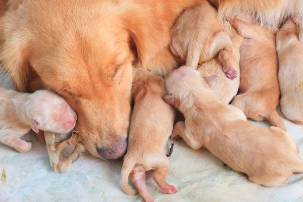 Group of first day golden retriever puppies natural shot — Stock Photo, Image