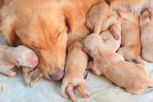 Első nap Arany-Vizsla kölykök természetes lövés csoportja — Stock Fotó