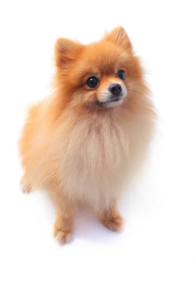 Pomeranian köpek yüz — Stok fotoğraf