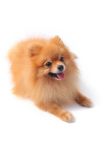 Ansikte av pomeranian hund — Stockfoto