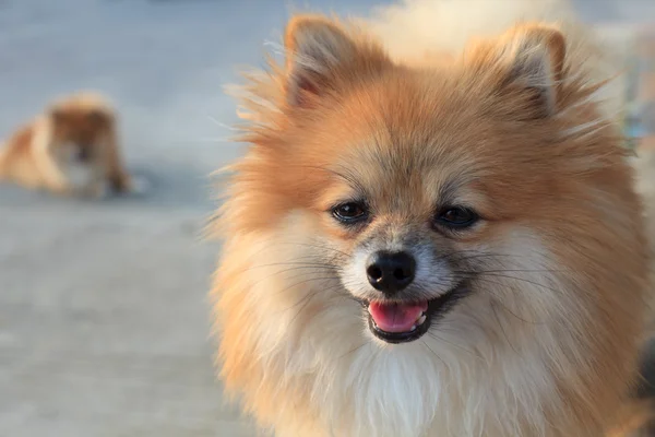 Gesicht des Pommerschen Hundes — Stockfoto