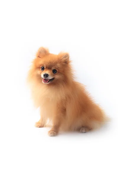 Ansikte av pomeranian hund — Stockfoto