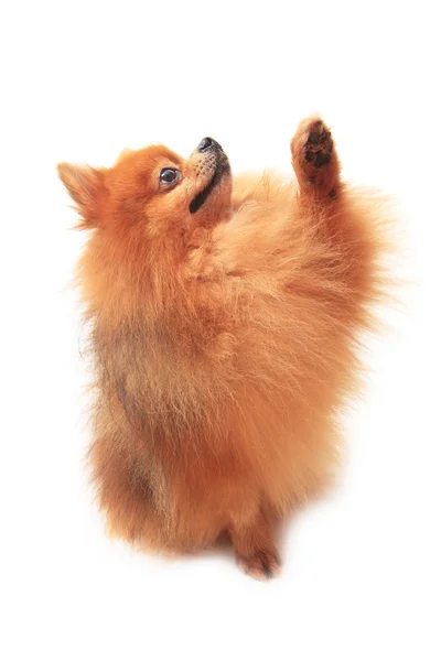 Pomeranian hund sitter och lift framben på vit bakgrund — Stockfoto