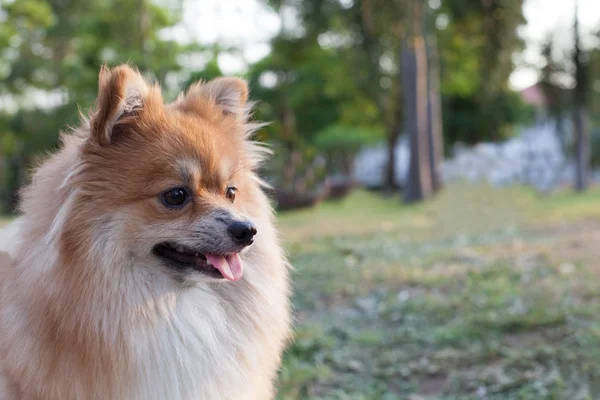 ポメラニア犬の顔 — ストック写真