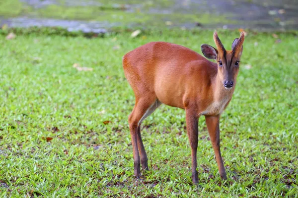 Bellende Hirsche im thailändischen Nationalpark Khaoyai — Stockfoto