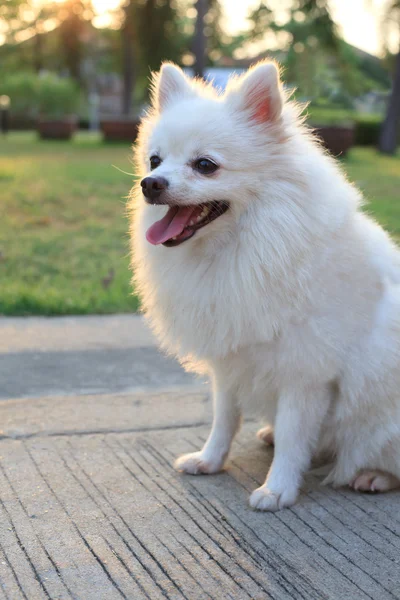 Pomeranian Dog That Looks Like A White Fox Pomeranian Dog Breed