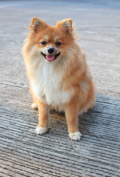 Visage de chien poméranien — Photo