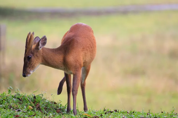 Cerf aboyant dans le parc national khaoyai thailand — Photo