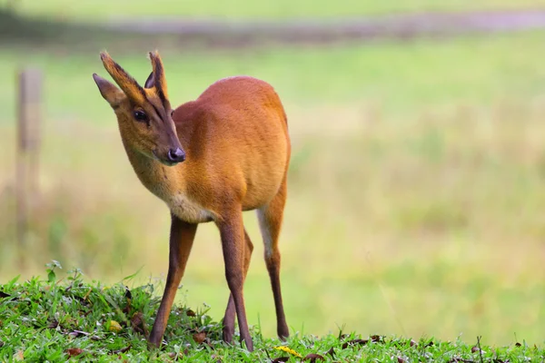 Cerf aboyant dans le parc national khaoyai thailand — Photo