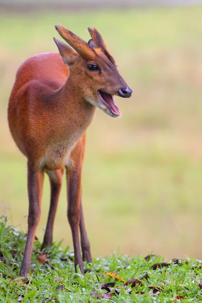 Cerf aboyant dans le parc national khaoyai thailand — Photo