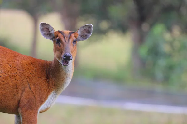 Bellende Hirsche im thailändischen Nationalpark Khaoyai — Stockfoto