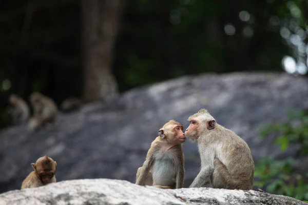 Wilde Affen in der Natur — Stockfoto