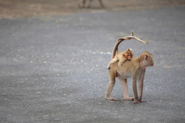 Doğada vahşi maymun — Stok fotoğraf