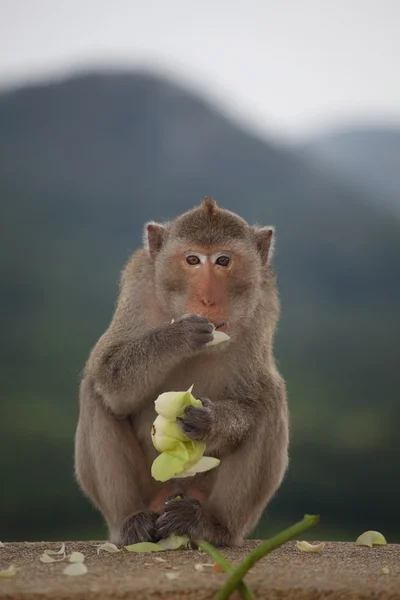 Wild monkey in the nature — Stock Photo, Image
